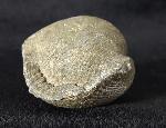 Paraspirifer bownockeri (STEWART 1927) - Bild &copy; FossNet FossilienStore